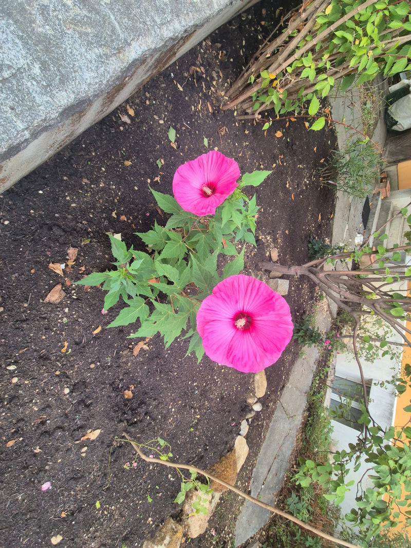 Si vede una malvavischio con due vistosi fiori rosa e foglie verdi. Cresce in un'aiuola da giardino su terra scura.