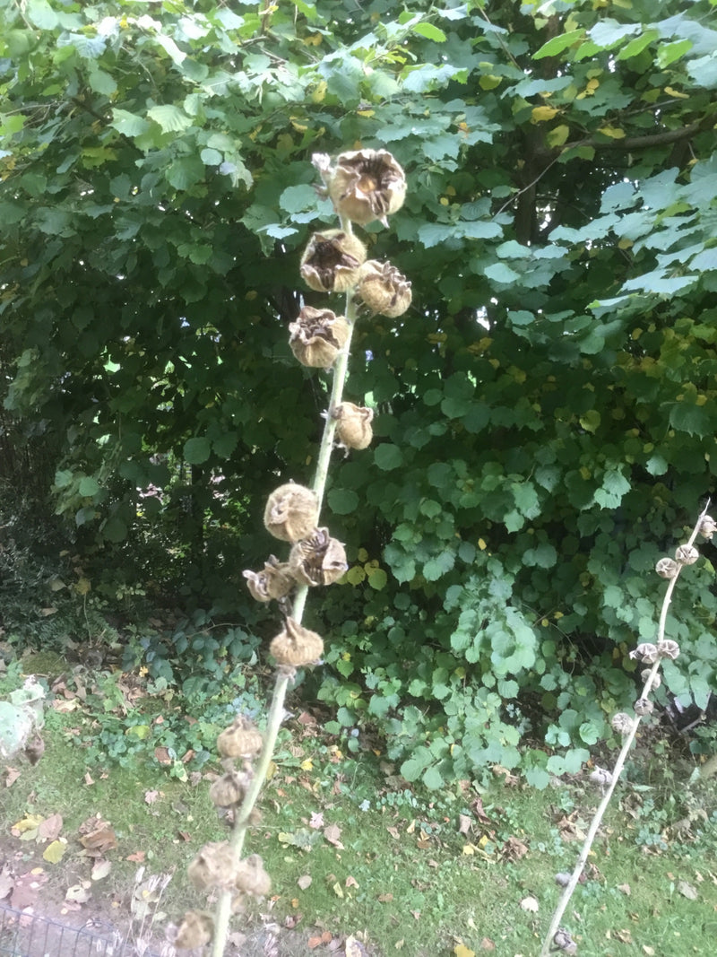 Un fusto eretto di malvone appassito con capsule di semi essiccate davanti al fogliame.