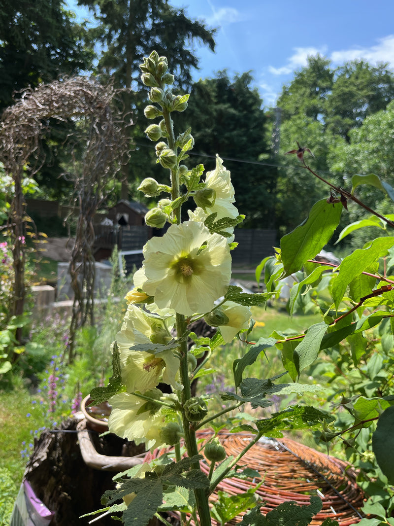 Si vede un alto malvone con fiori giallo pallido e numerosi boccioli. La pianta si trova all'aperto in un giardino.
