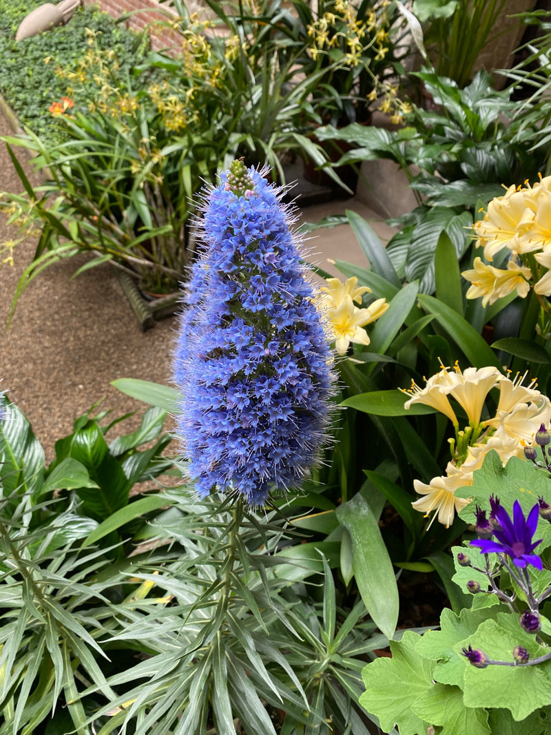 Orgoglio di Madeira — Bild 1