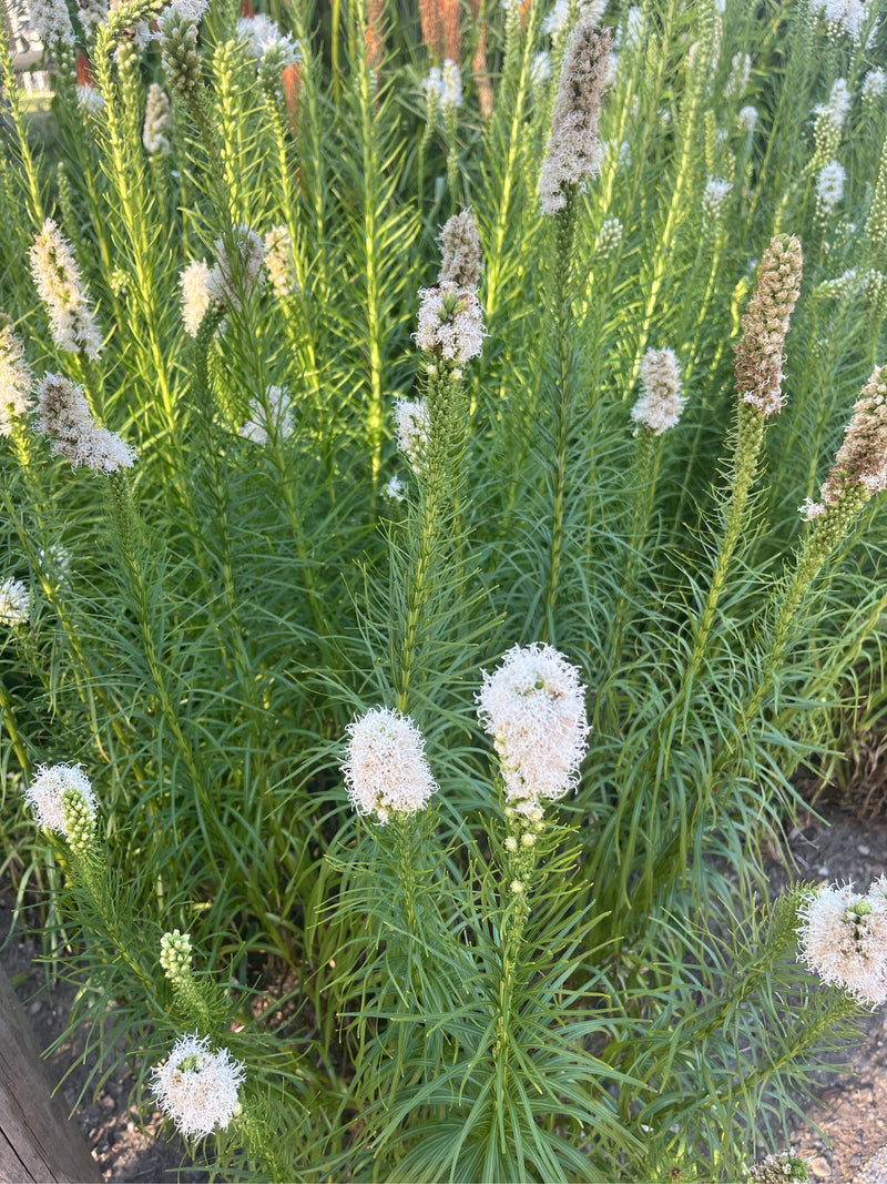 Liatris spicata bianca a crescita eretta con dense spighe floreali e foglie strette in un'aiuola.