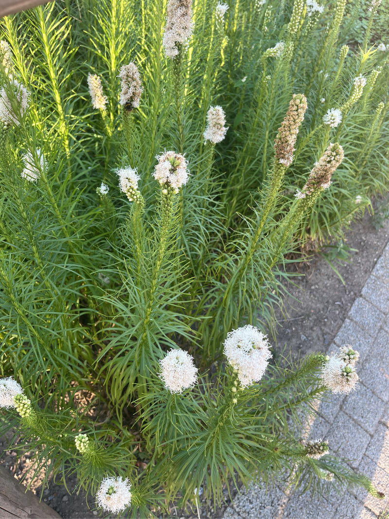 Si osserva una Liatris spicata a fioritura bianca con spighe dense e foglie sottili lungo il bordo di un sentiero lastricato.