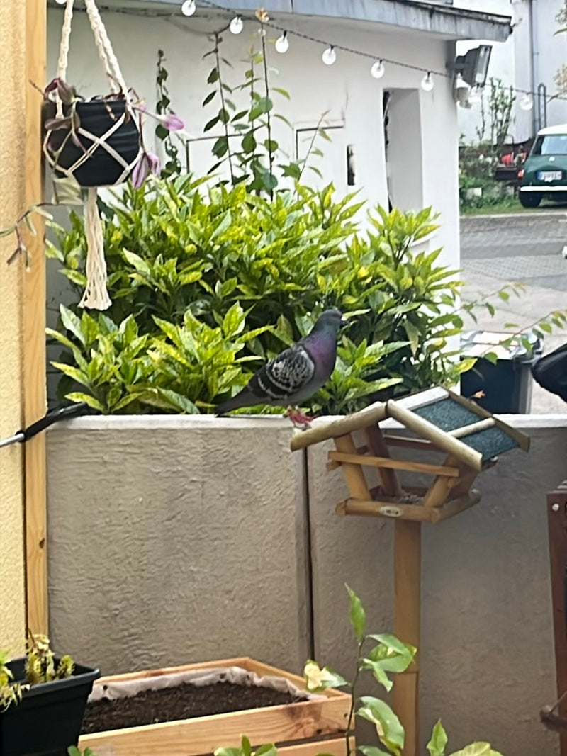 piccione di strada — Bild 3