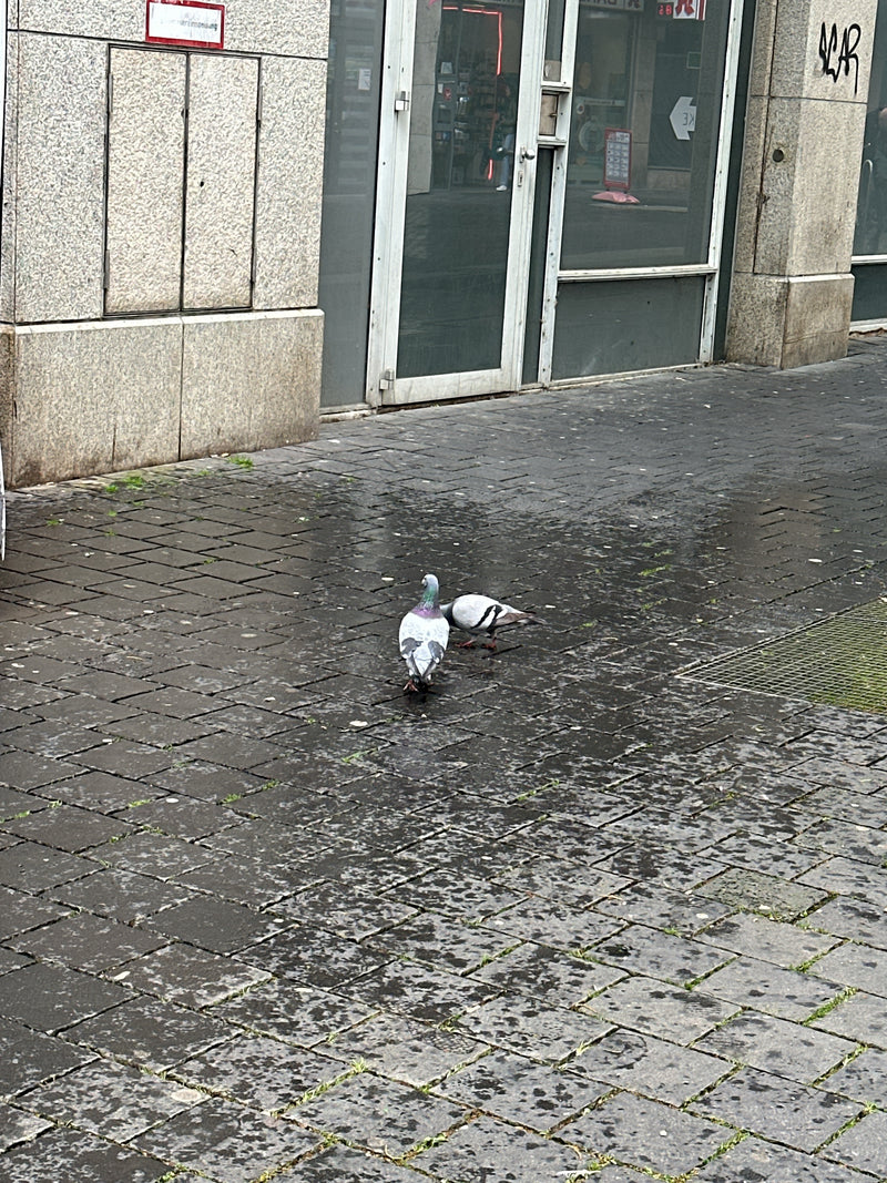 piccione di strada — Bild 5