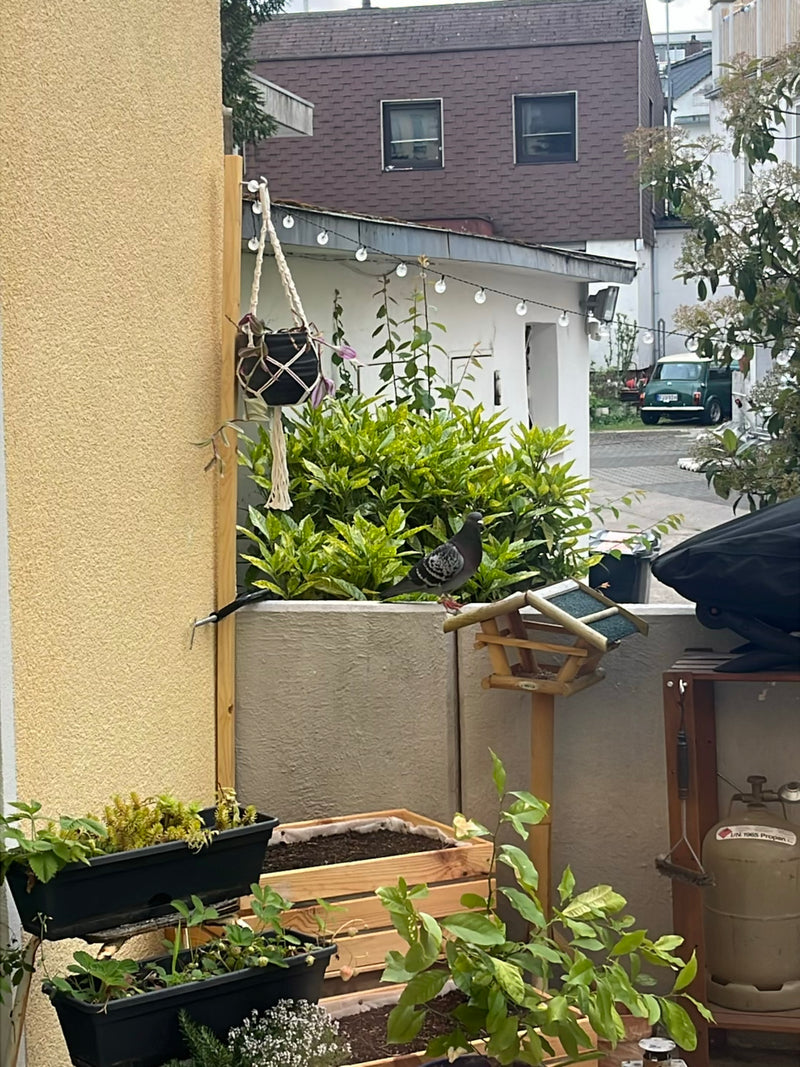 piccione di strada — foto 2 di 21