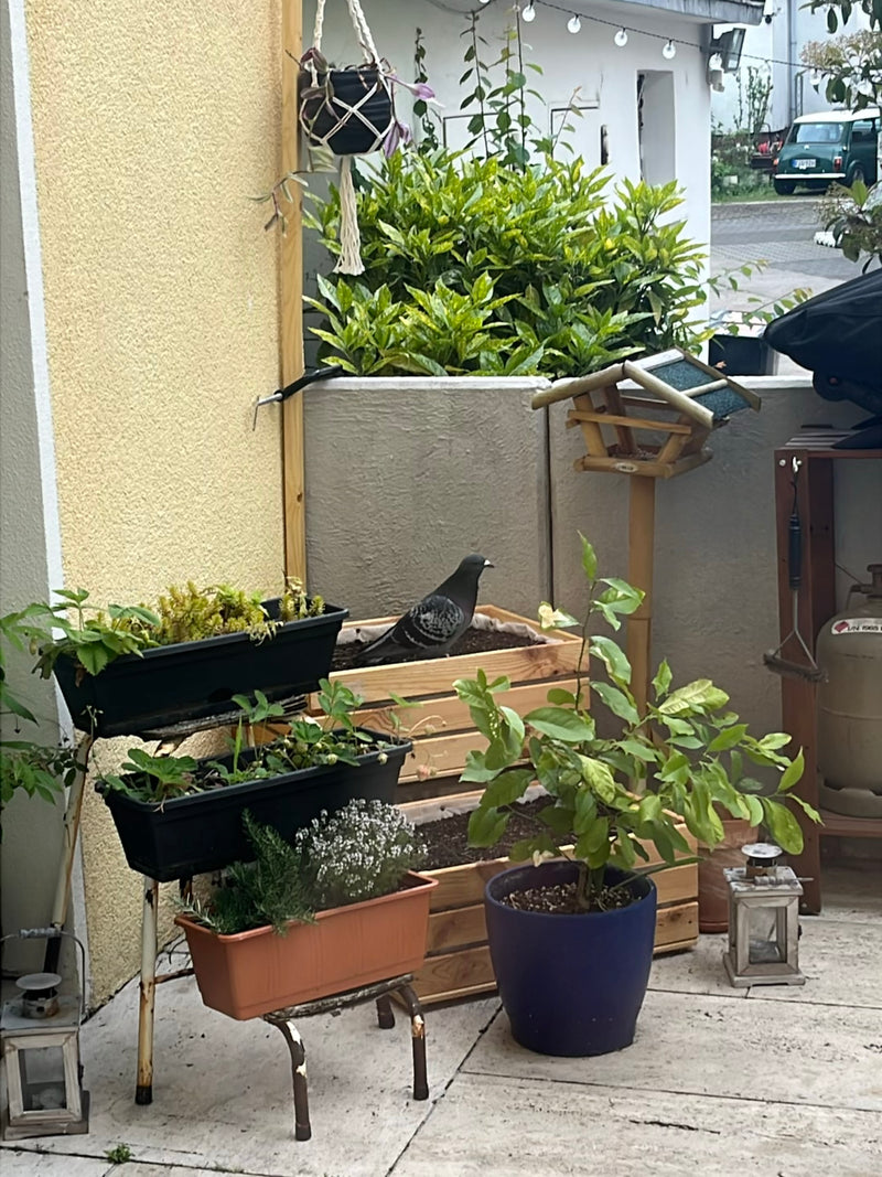 piccione di strada — foto 4 di 21