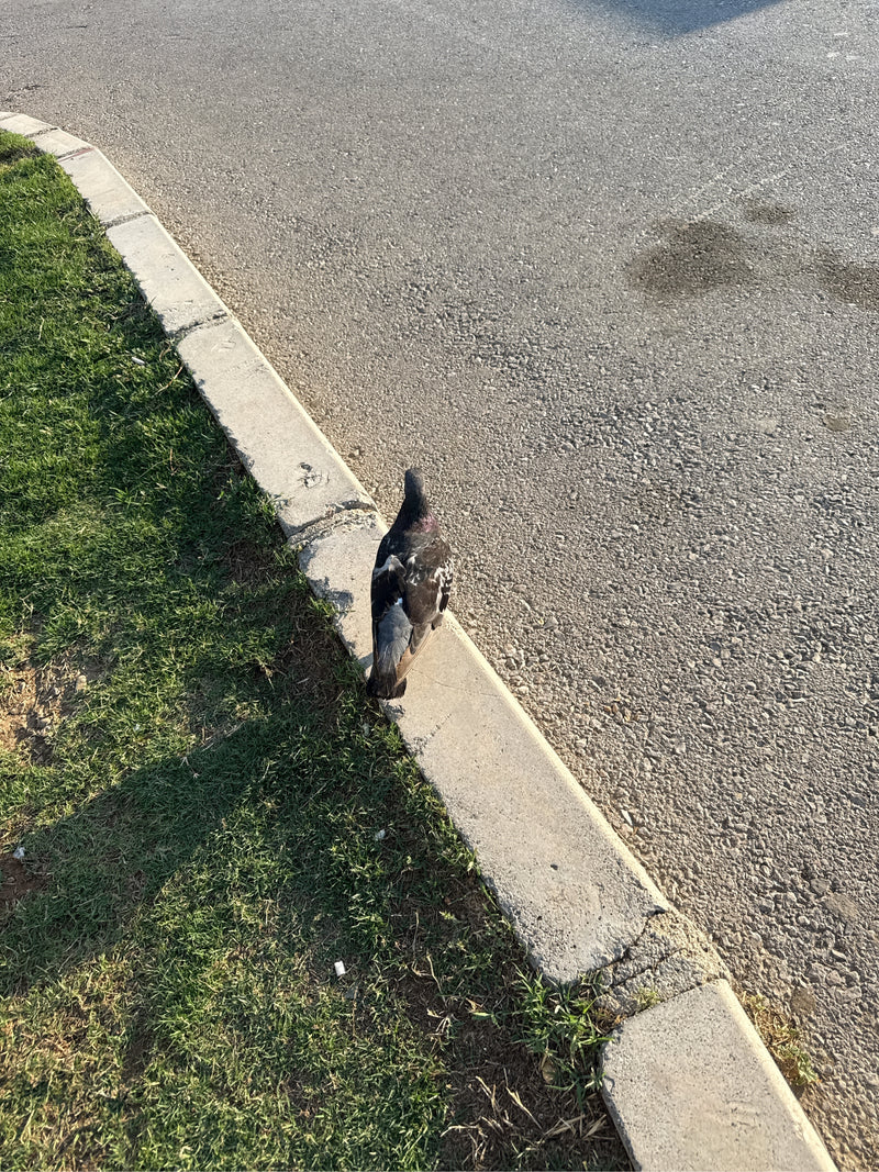 piccione di strada — foto 5 di 21