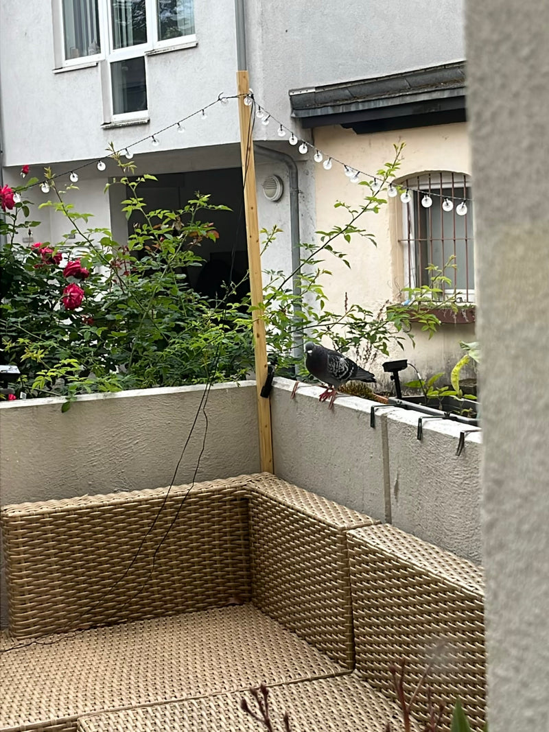 piccione di strada — Bild 2