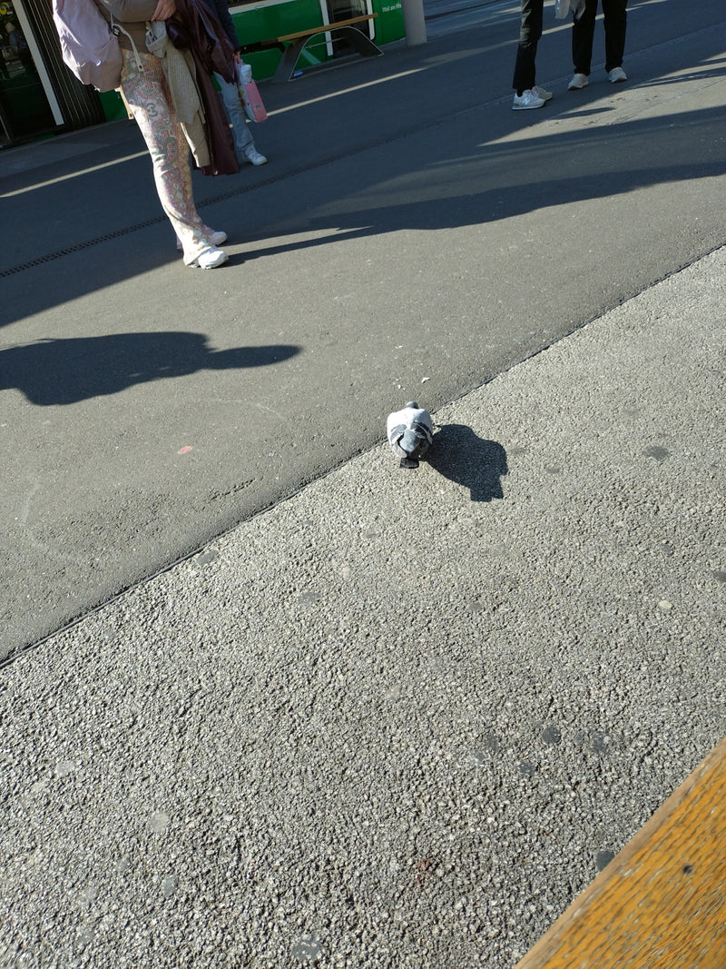 piccione di strada — foto 3 di 21
