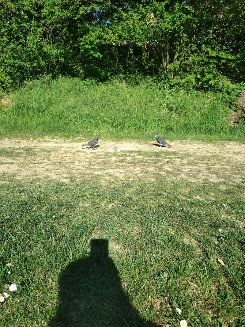 piccione di strada — foto 1 di 21