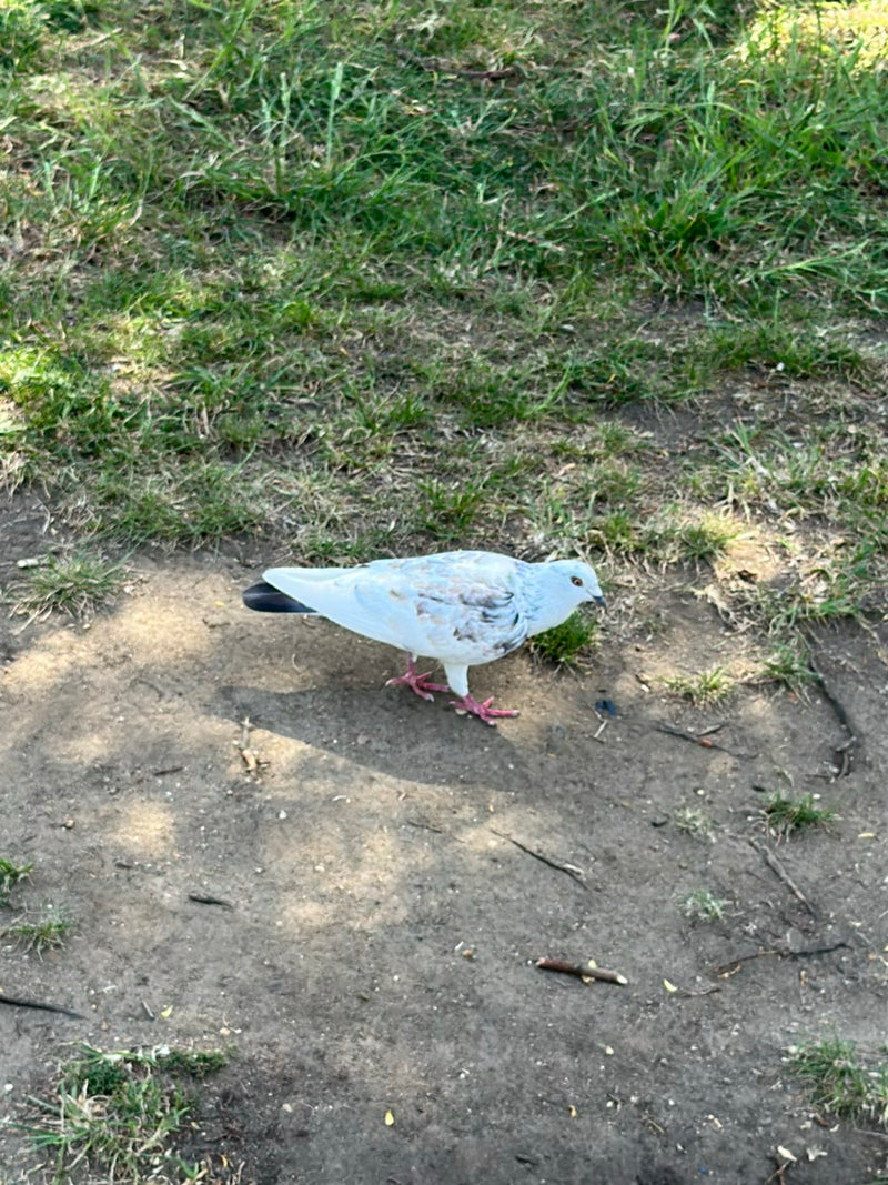 Straßentaube — Bild 4