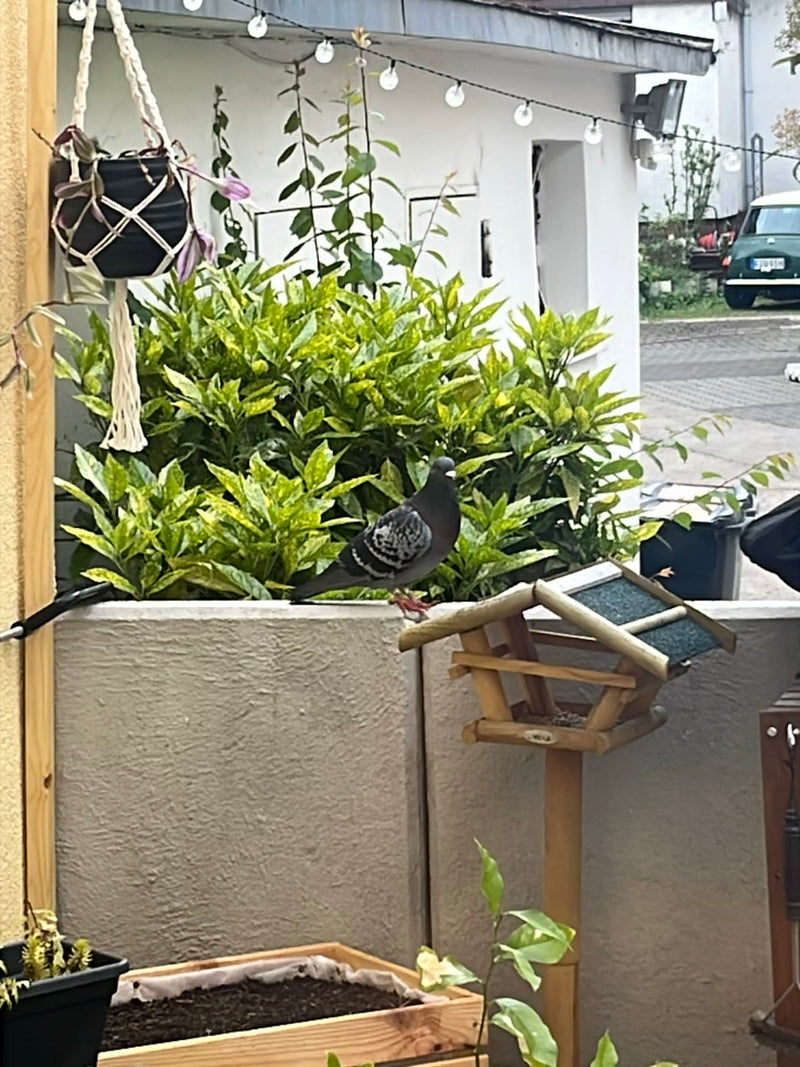 piccione di strada — Bild 1