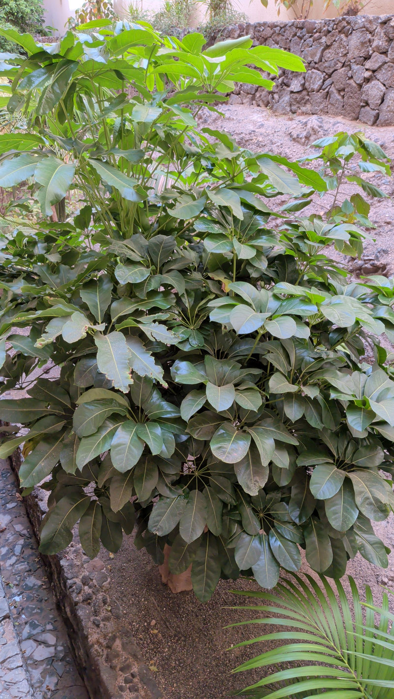 Aralia delle radiazioni — foto 1 di 11