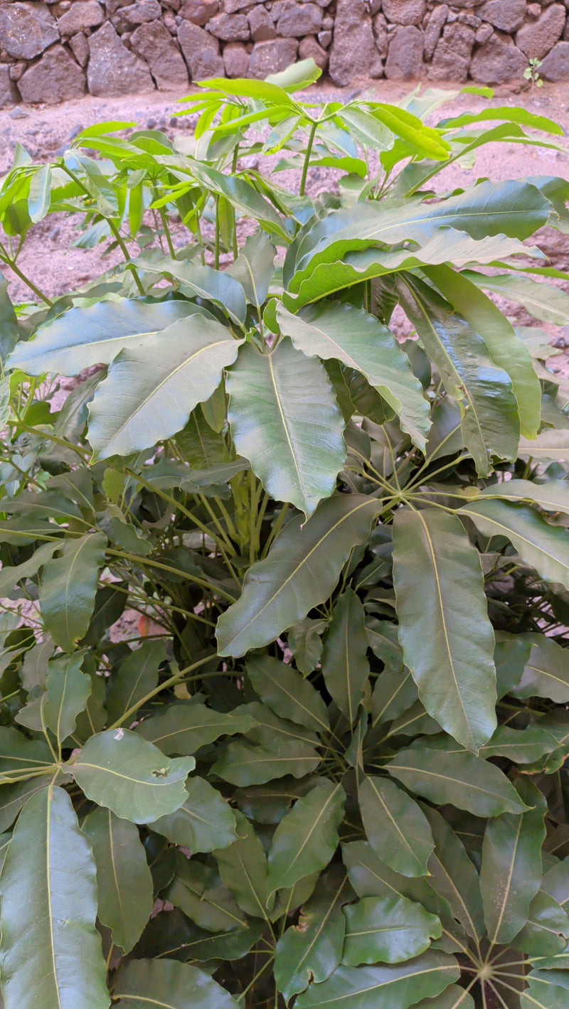 Aralia delle radiazioni — foto 3 di 11