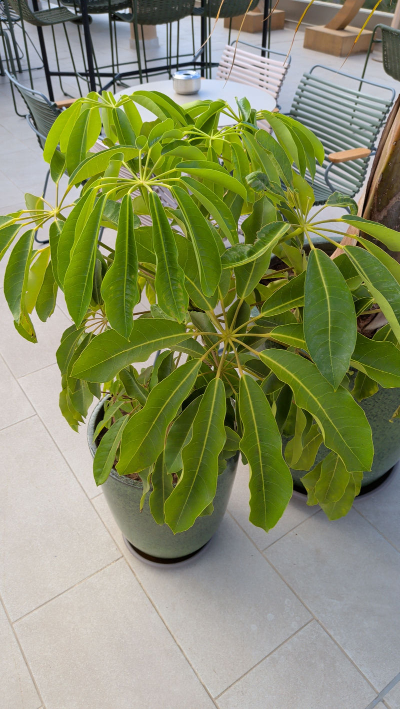 Aralia delle radiazioni — foto 2 di 11