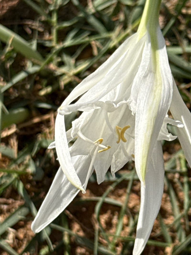 Narciso da spiaggia — foto 3 di 3