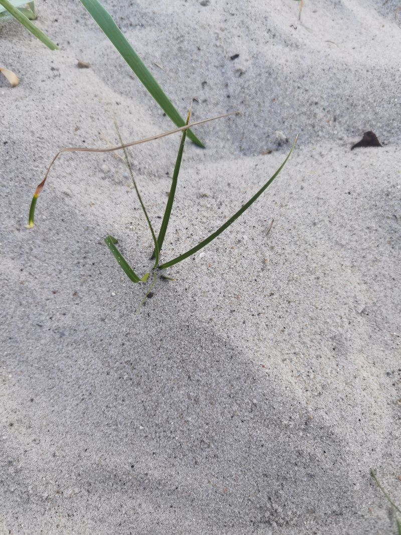 Strandhafer — Bild 5