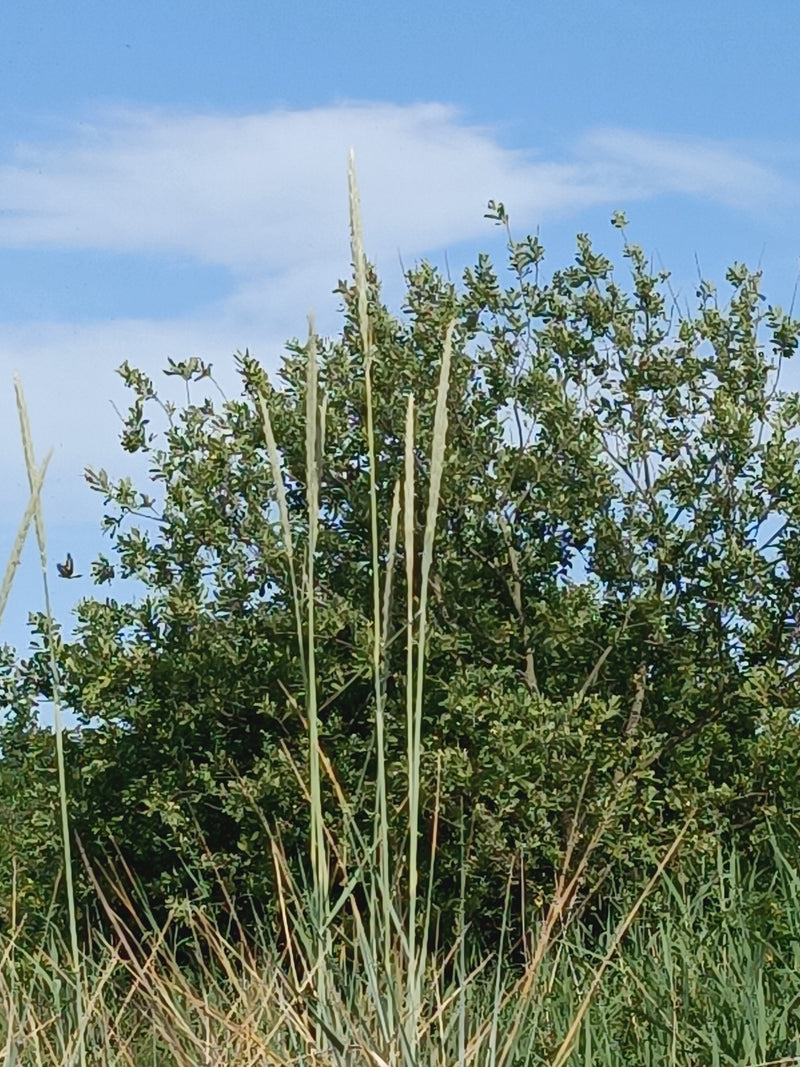 Erba di Marram — foto 4 di 6
