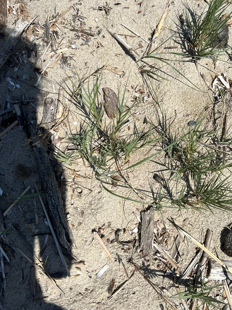 Erba di Marram — Bild 1