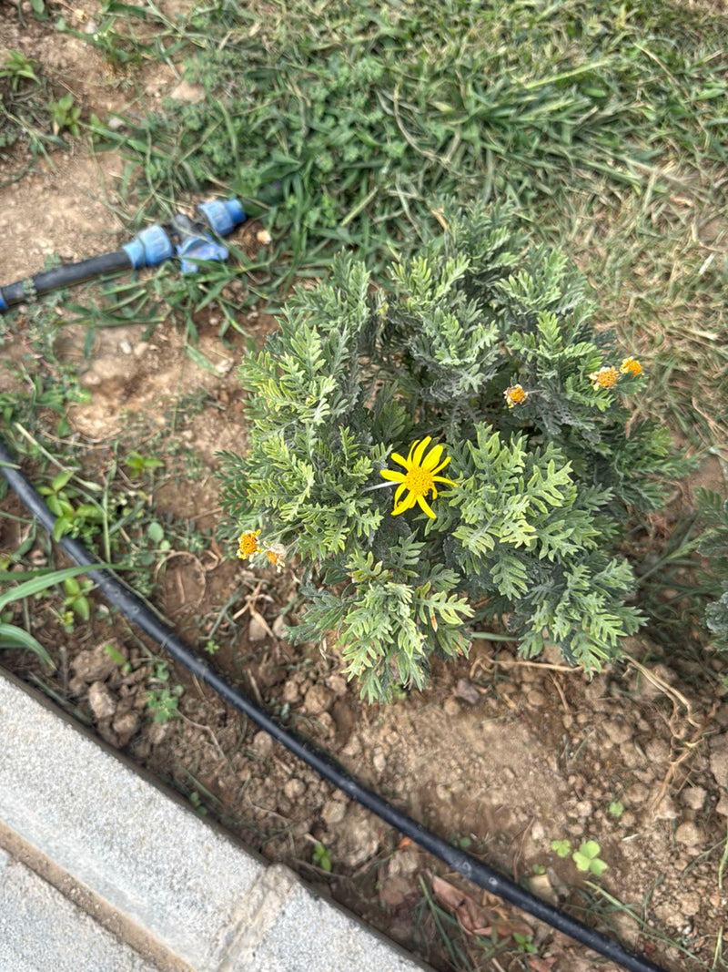Arbusto Euryops — Bild 1