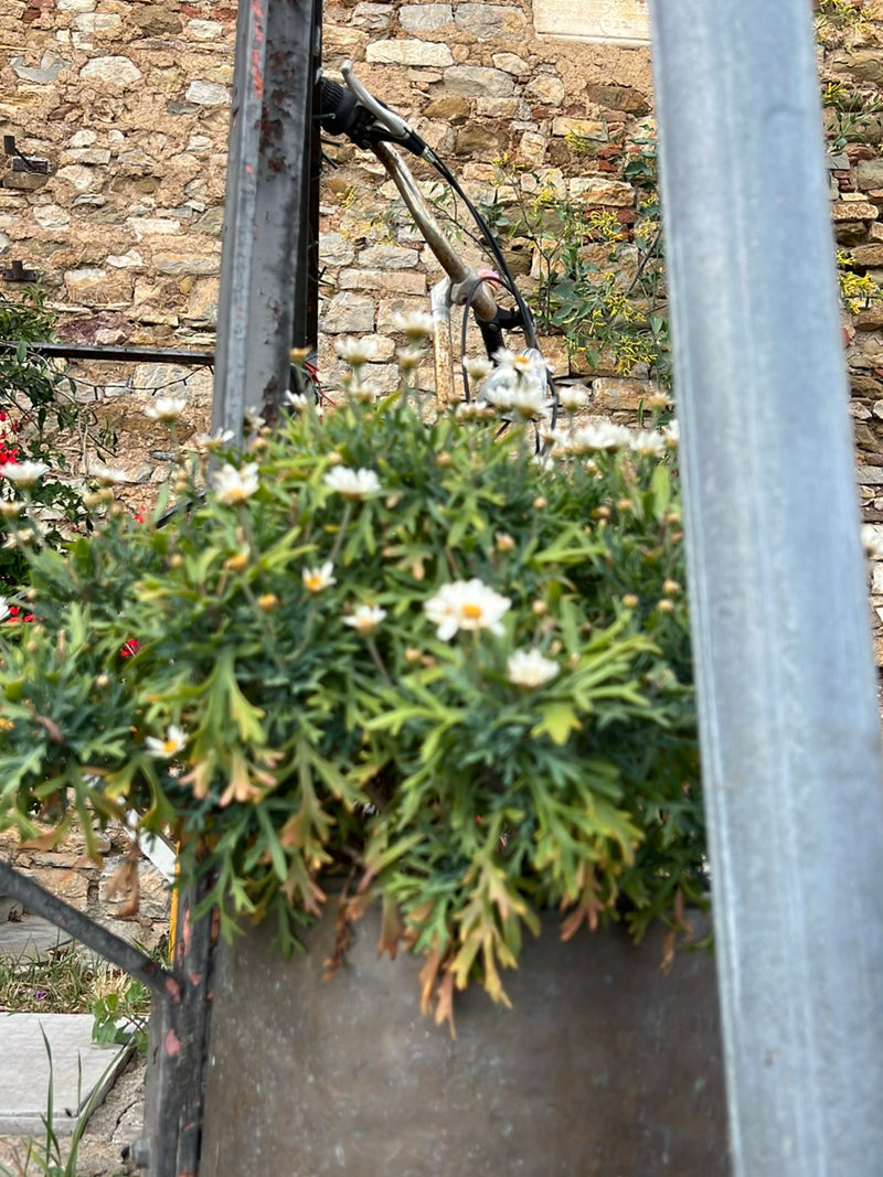 Margherita di cespuglio — Bild 1