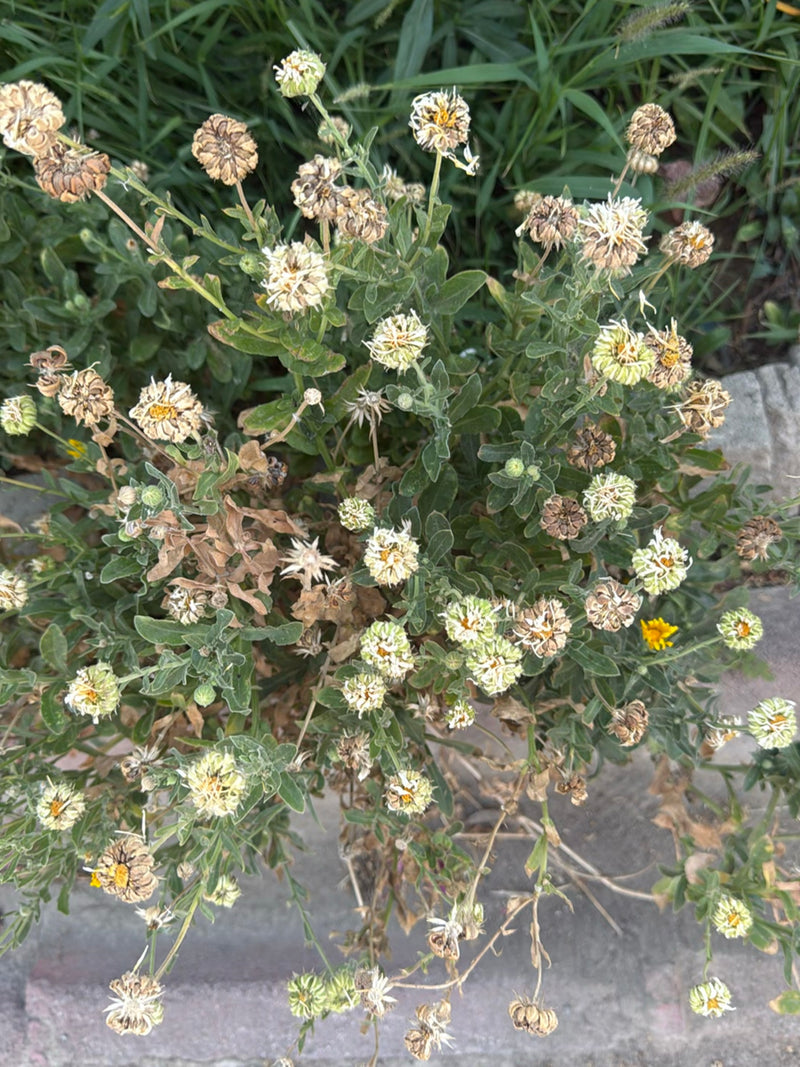Si vede una margherita arbustiva dall'alto con numerose foglie verdi e infiorescenze parzialmente appassite. La pianta cresce in un ambiente da giardino.