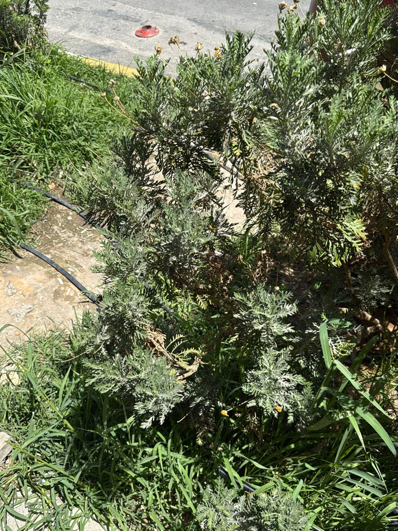 L'immagine mostra una margherita delle Canarie con foglie tipicamente pennate, che cresce ai margini di un sentiero. La pianta è all'aperto al sole.
