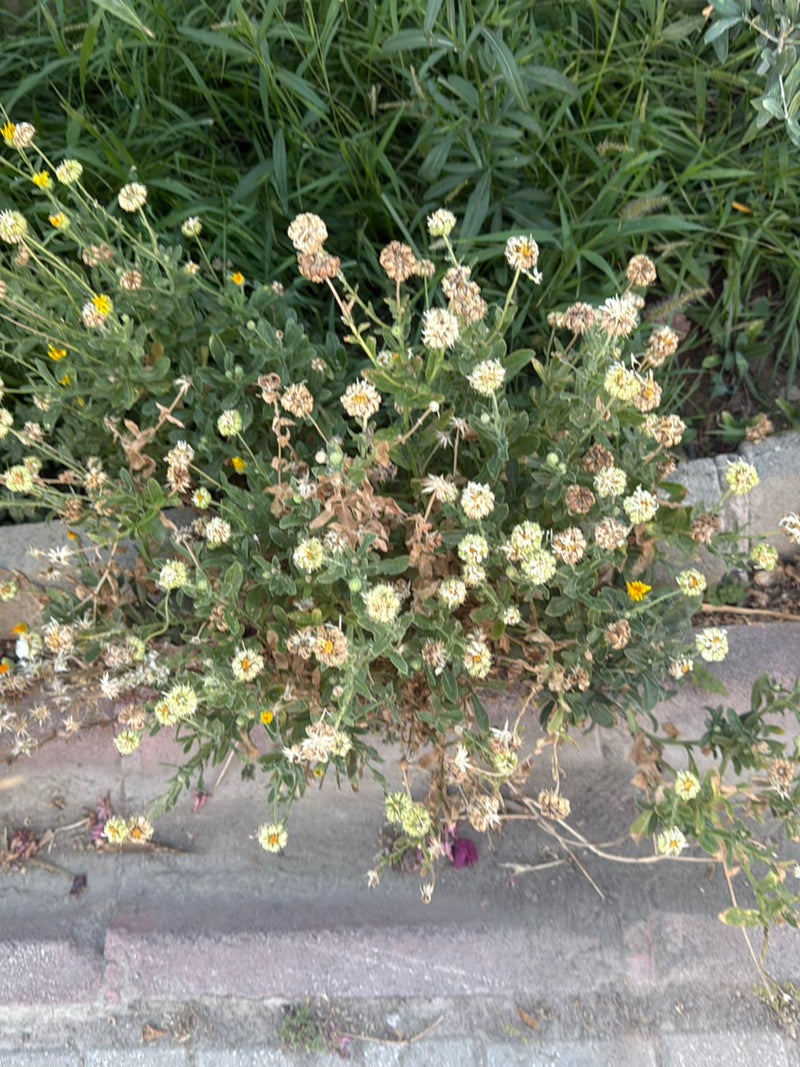 Si vede una margherita arbustiva con numerosi piccoli fiori e fogliame verde. La pianta cresce in un ambiente con lastre di pietra.