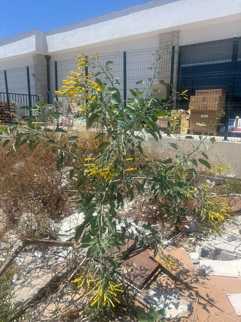 Tabacco Bush — Bild 1