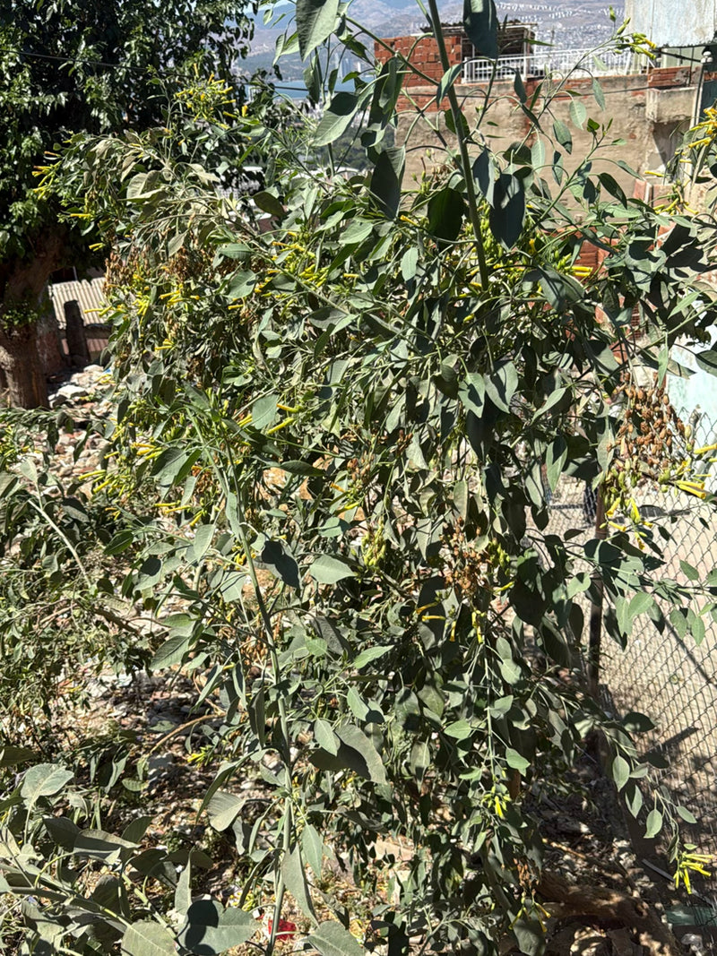 Tabacco Bush — foto 1 di 3