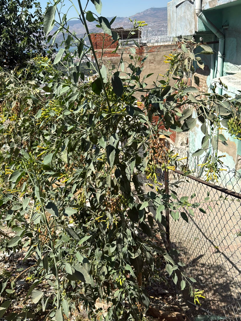 Tabacco Bush — foto 2 di 3
