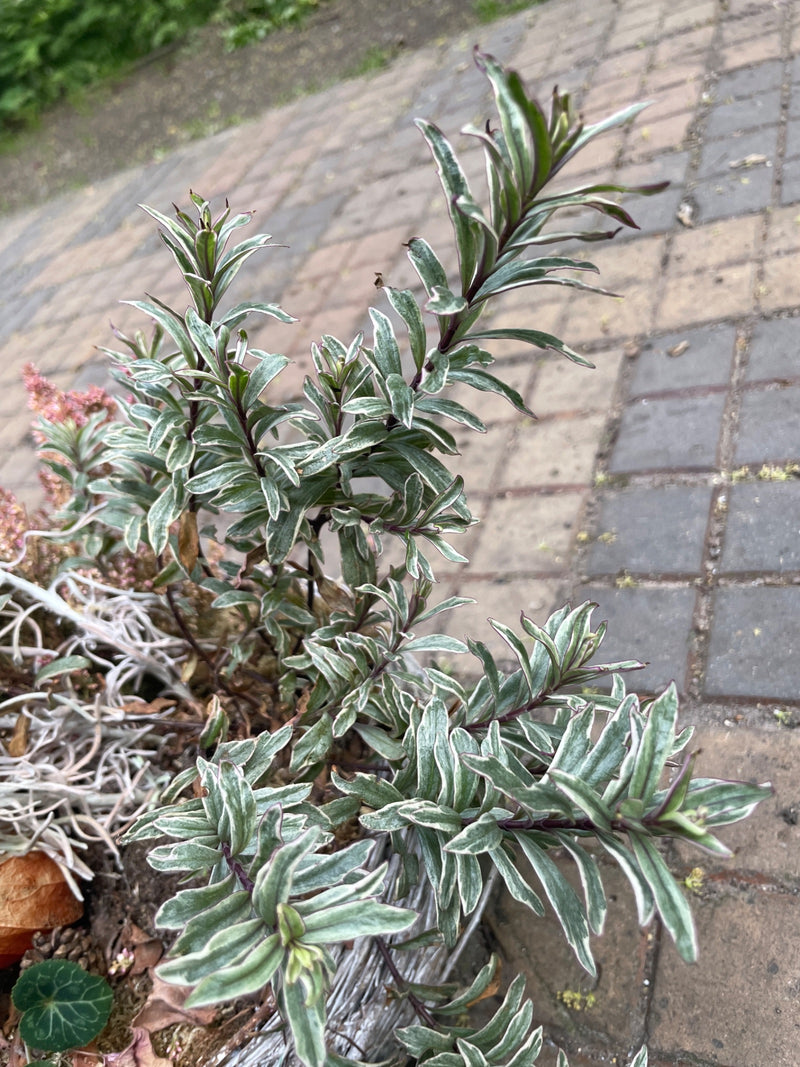 Veronica ad arbusto — Bild 1