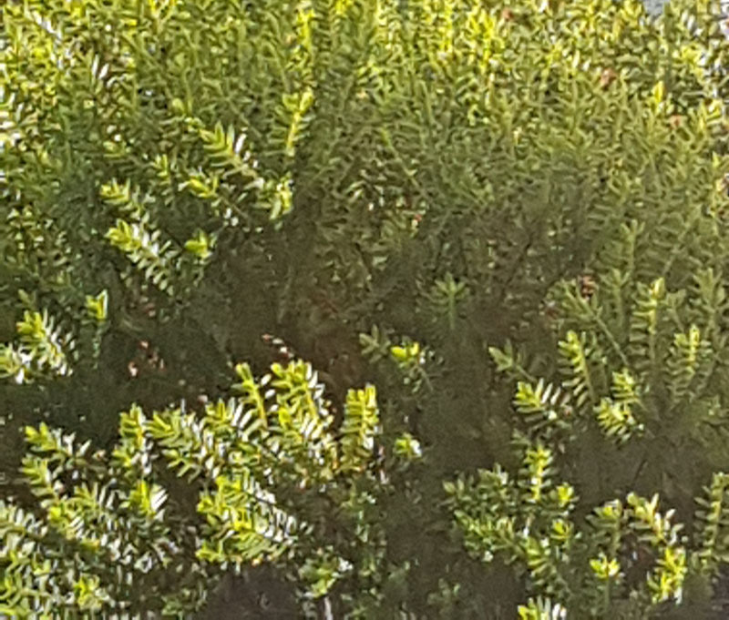 Veronica ad arbusto — foto 1 di 10