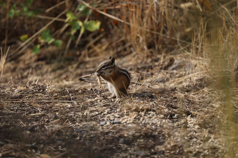 Streifenhörnchen — foto 1 di 1