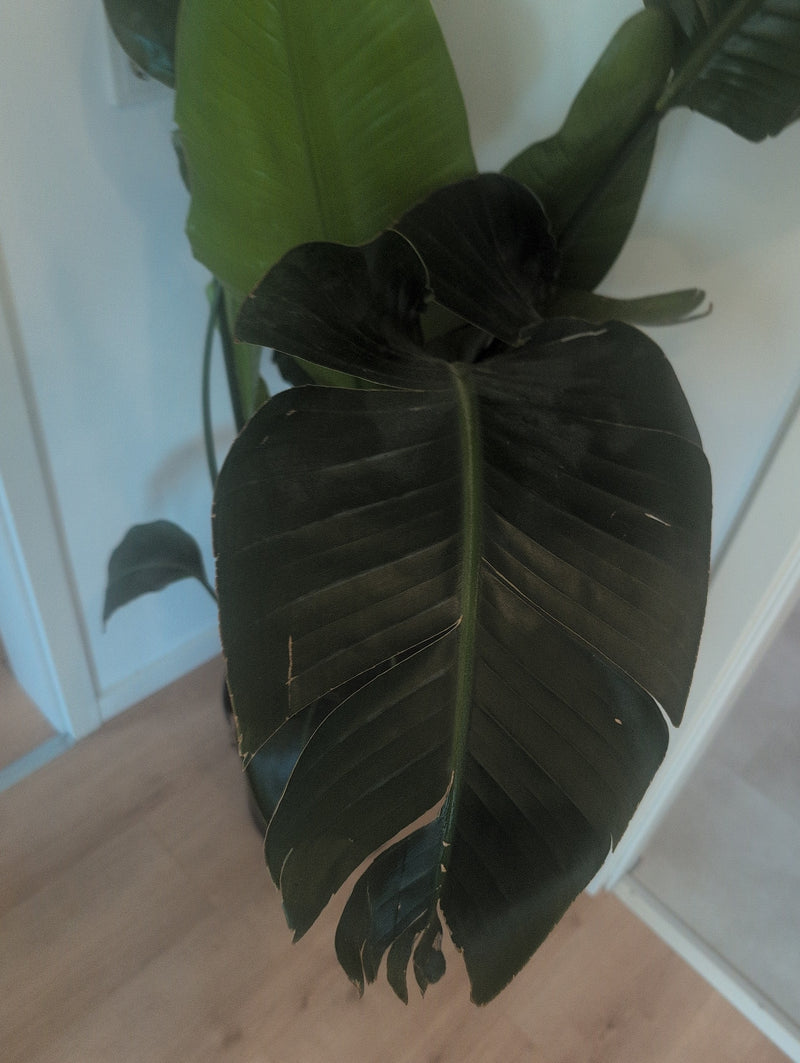 Strelitzia — Bild 2