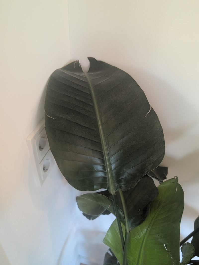 Strelitzia — Bild 1