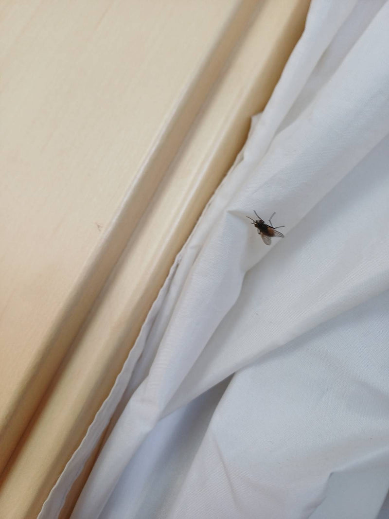 Grande mosca domestica — Bild 1