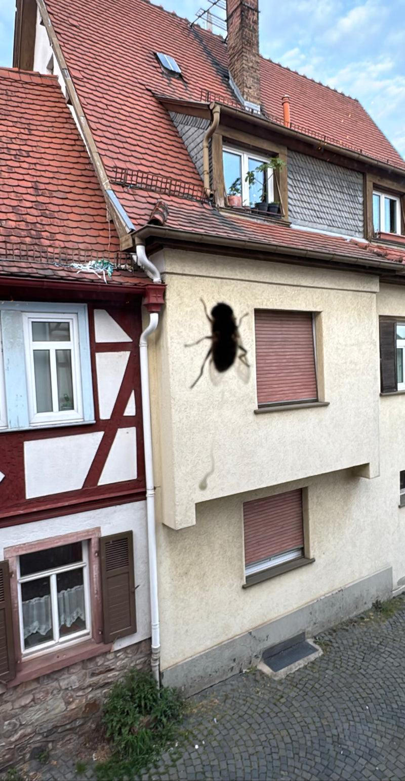 Una mosca domestica sta volando davanti alla facciata di una casa. L'animale è vicino e riconoscibile come una sagoma scura sfocata.