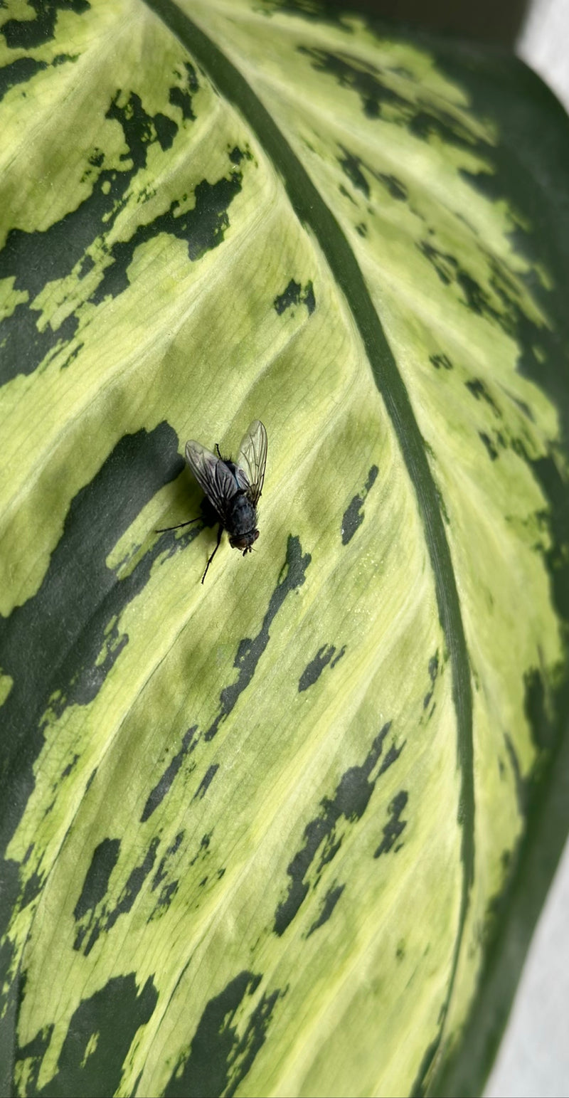 Un moscone siede su una grande foglia screziata di verde e bianco.