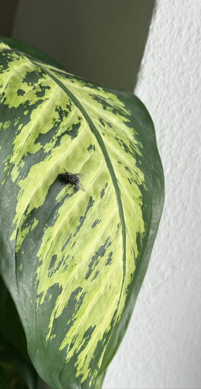 Una mosca domestica si trova sulla parte superiore di una grande foglia di pianta con motivi verdi e gialli. L'insetto è chiaramente visibile.