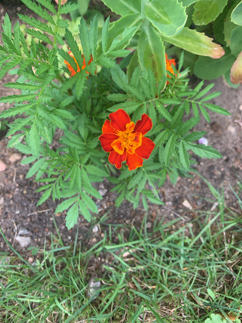 Calendula — Bild 1