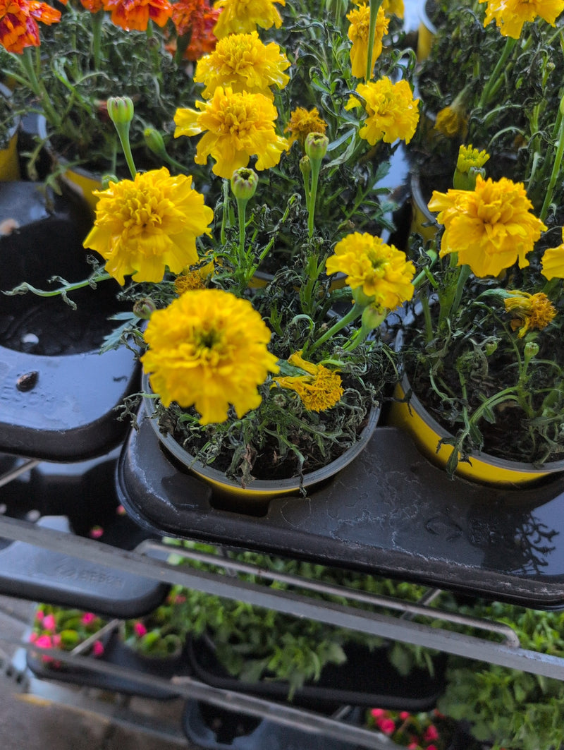Calendula — Bild 1