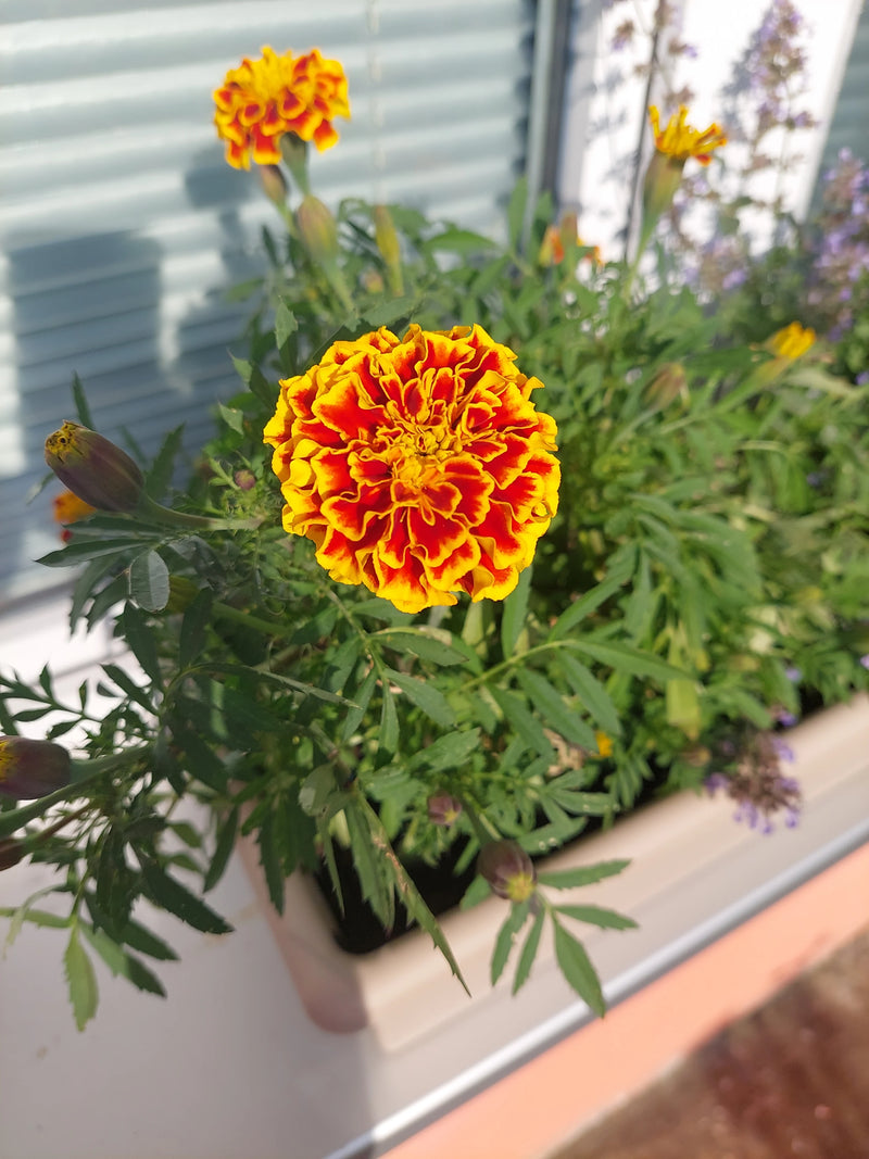 Calendula — foto 5 di 6
