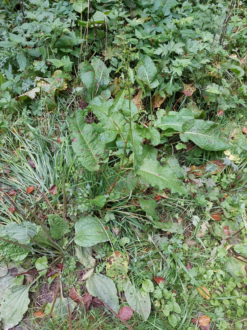 Una pianta di romice comune con le caratteristiche foglie larghe e l'infiorescenza eretta cresce tra piantaggine ed erba.