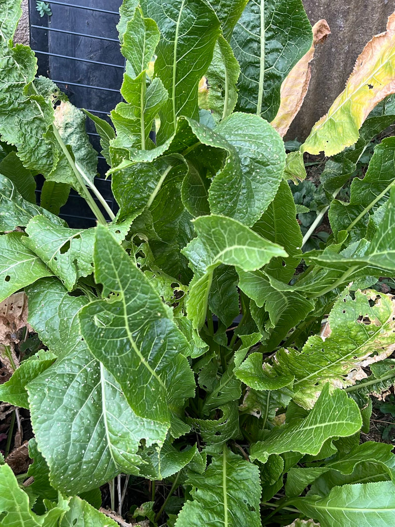 Molo dalle foglie smussate — foto 4 di 10
