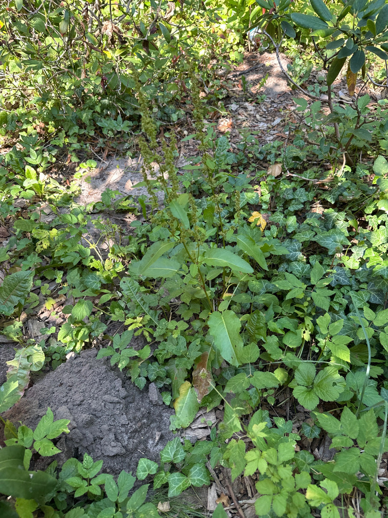 Molo dalle foglie smussate — foto 3 di 10