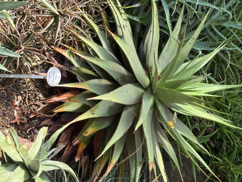 Sukotrina-Aloe — foto 1 di 1