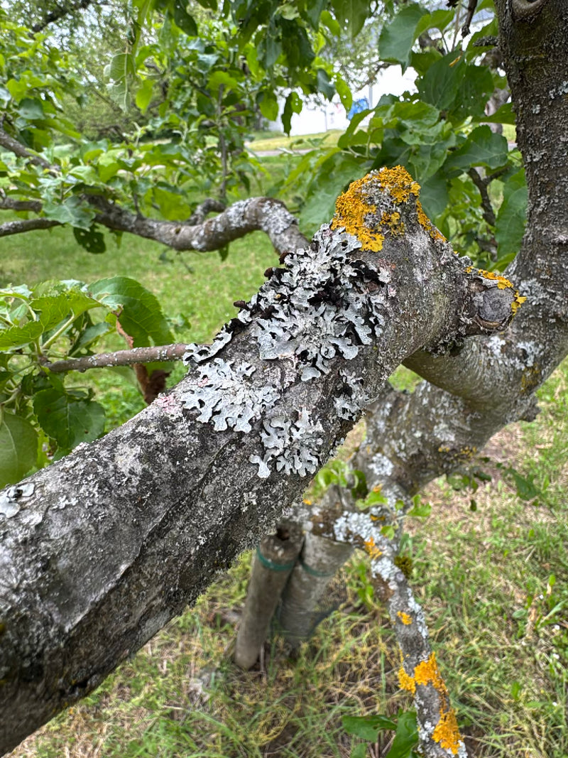Lichene solfato — Bild 1