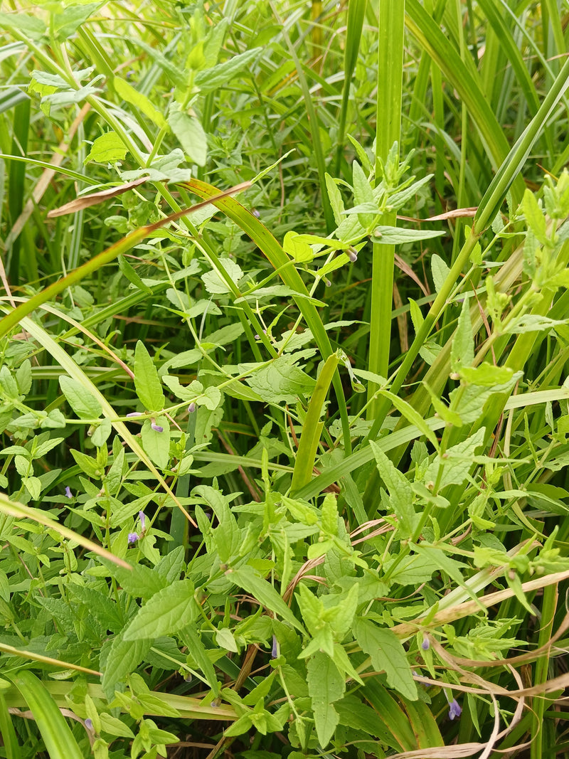 Zucchetto di palude — Bild 1