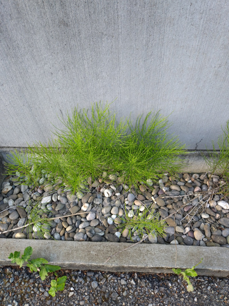 Equiseto di palude — Bild 1